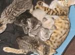 Tica registered Bengal kittens - Bengal Kitten For Sale - Ada, OH, US