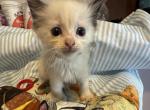 Little girl - Ragdoll Kitten For Sale - 