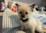 Littlest gal - Ragdoll Kitten For Sale - 