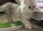 Mina British Longhair Silver Tabby - British Shorthair Kitten For Sale - Las Vegas, NV, US