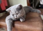 British Shorthair male - British Shorthair Kitten For Sale - 