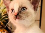 Madeleine The Lady - Siamese Kitten For Adoption - 