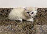 Daisy - Scottish Fold Kitten For Sale - 