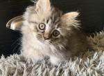 Independence litter - Minuet Kitten For Sale - Bedford, VA, US