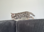 Leo of Dynamite Bengals - Bengal Kitten For Sale - Phoenix, AZ, US