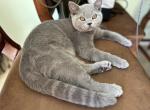 British Shorthair blue male - British Shorthair Kitten For Sale - 