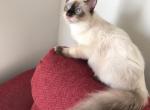 Boss - Ragdoll Kitten For Adoption - Hinsdale, IL, US