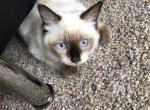 Pepe - Ragdoll Kitten For Adoption - Hinsdale, IL, US