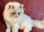 Maybell kittens - Himalayan Kitten For Sale - 