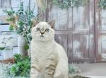 Darin - British Shorthair Kitten For Sale - 