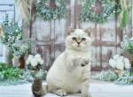 Drago - Scottish Straight Kitten For Sale - 