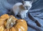 Sequim Azul - Siamese Kitten For Sale - Sequim, WA, US