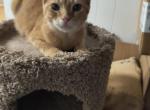 American short Hair reduced - American Shorthair Kitten For Sale - Randallstown, MD, US