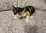 Sasha - Devon Rex Kitten For Sale - Lynchburg, VA, US