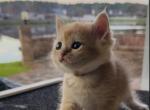 Tony - British Shorthair Kitten For Sale - Jacksonville, FL, US