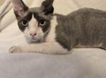 Buster - Devon Rex Kitten For Sale - 