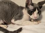 Buster - Devon Rex Kitten For Sale - Lynchburg, VA, US