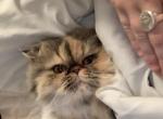 Honey - Persian Cat For Adoption - San Antonio, TX, US