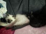 Burmese female kitten - Burmese Kitten For Sale - 