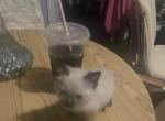 Siamese minis - Balinese Kitten For Sale - 