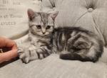 Max - Scottish Straight Kitten For Sale - Commerce City, CO, US