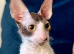 Poe - Cornish Rex Kitten For Sale - 