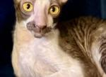 Pepa - Cornish Rex Kitten For Sale - 