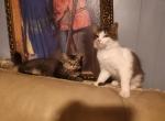 Moscato & Ross - Domestic Kitten For Adoption - Covington, KY, US