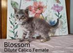 Blossom - Domestic Kitten For Adoption - Covington, KY, US