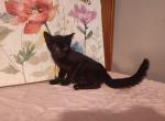 Esme - Domestic Kitten For Adoption - Covington, KY, US