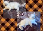 Girl 2 Siamese - Siamese Kitten For Sale - Gainesville, MO, US