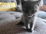 Russian Blue Litter - Russian Blue Kitten For Sale - 