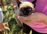 Siamese boy 3 month old purebred  kitten - Siamese Kitten For Sale - 