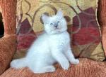 Bolt - Ragdoll Kitten For Sale - 