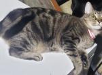 Kattens - Domestic Cat For Sale - 