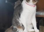 Tyson - Domestic Cat For Sale - 