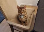 Zuzu - Bengal Cat For Sale - New York, NY, US