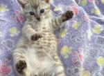 Snow Lynx Bengal - Bengal Kitten For Sale - 