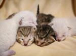 Bengal Kittens - Bengal Kitten For Sale - 