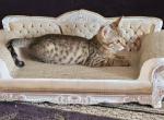 Bengal Kittens in time for Christmas - Bengal Kitten For Sale - Phoenix, AZ, US