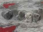 Litter 3 - Scottish Straight Kitten For Sale - 