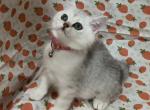 Callie - British Shorthair Kitten For Sale - Gainesville, GA, US