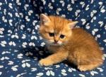 Taco - Scottish Straight Kitten For Sale - 