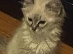 Siberian - Siberian Kitten For Sale - 