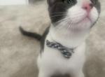 Spackle - Domestic Kitten For Adoption - New Castle, DE, US