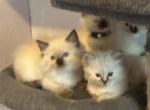 Littlest girl - Ragdoll Kitten For Sale - 