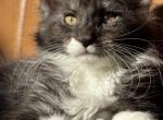 Punya - Maine Coon Kitten For Sale - Santa Clarita, CA, US