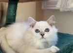 British Shorthair and Longhair Kittens - British Shorthair Kitten For Sale - 