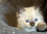 Another female - Ragdoll Kitten For Sale - 