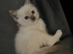 ON HOLD Brooklyn Kats ravishing ragdolls - Ragdoll Kitten For Sale - Lancaster, PA, US